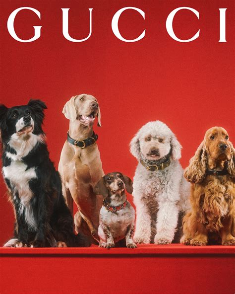 Pet de milhões: Gucci lança linha de acessórios para cães e gatos